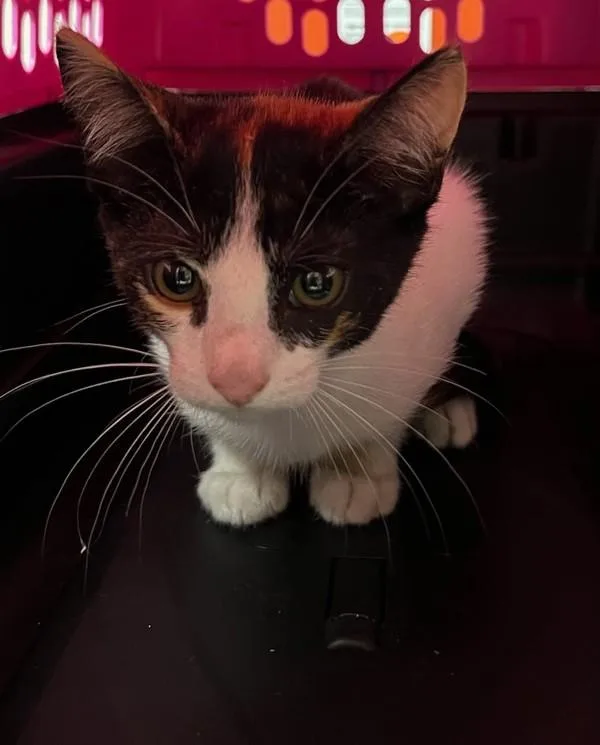 A baby small-sized female Domestic Short Hair cat named Harlow for adoption in Novato, CA
