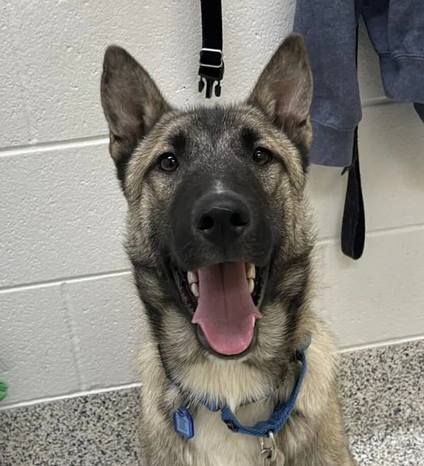 A young medium-sized male Belgian Shepherd / Malinois dog named Summit for adoption in Golden, CO