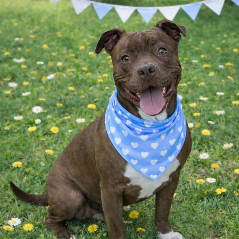 Honey Almond thumbnail 3