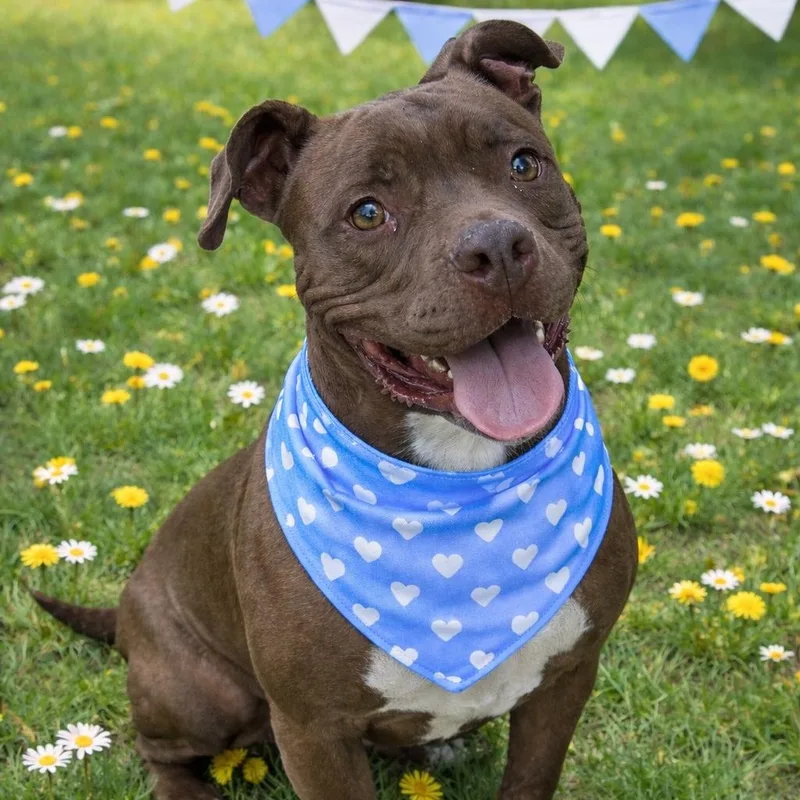 Honey Almond thumbnail 5