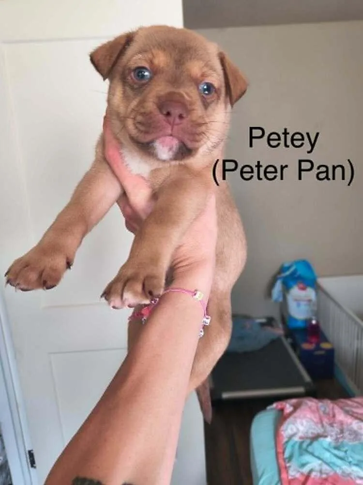 A baby small-sized male Brown / Chocolate Pit Bull Terrier dog named Peter Pan "petey" for adoption in Indianapolis, IN