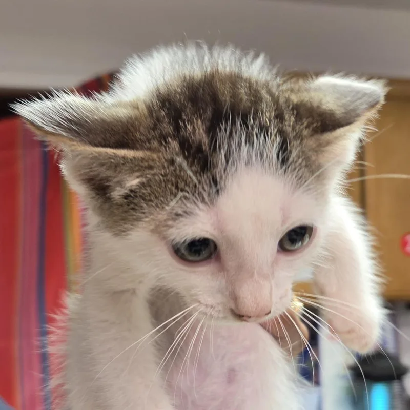 A baby small-sized male Black Domestic Short Hair cat named Panhead for adoption in Leander, TX