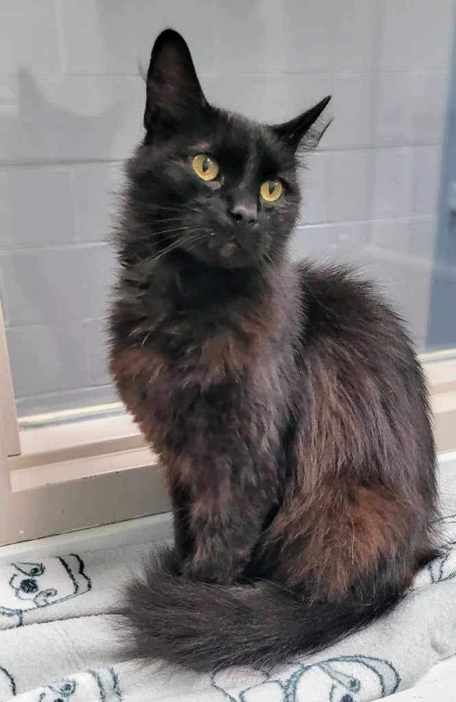 An adult medium-sized male Domestic Short Hair cat named Teddy for adoption in Bloomington, IN