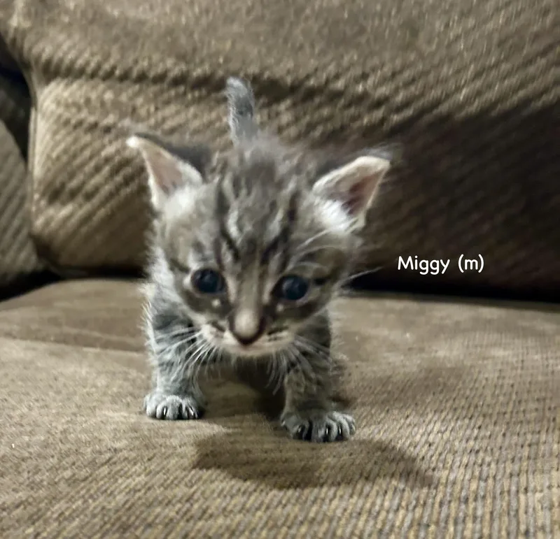 A baby small-sized male Domestic Short Hair cat named Miggy for adoption in Dixon, CA