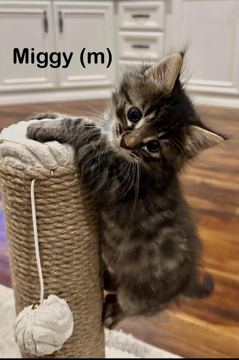 Miggy thumbnail 4