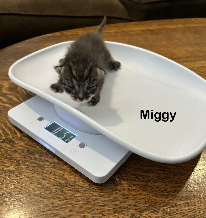 Miggy thumbnail 6