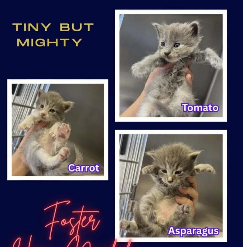 A baby small-sized female Domestic Long Hair cat named Gidget for adoption in New Braunfels, TX