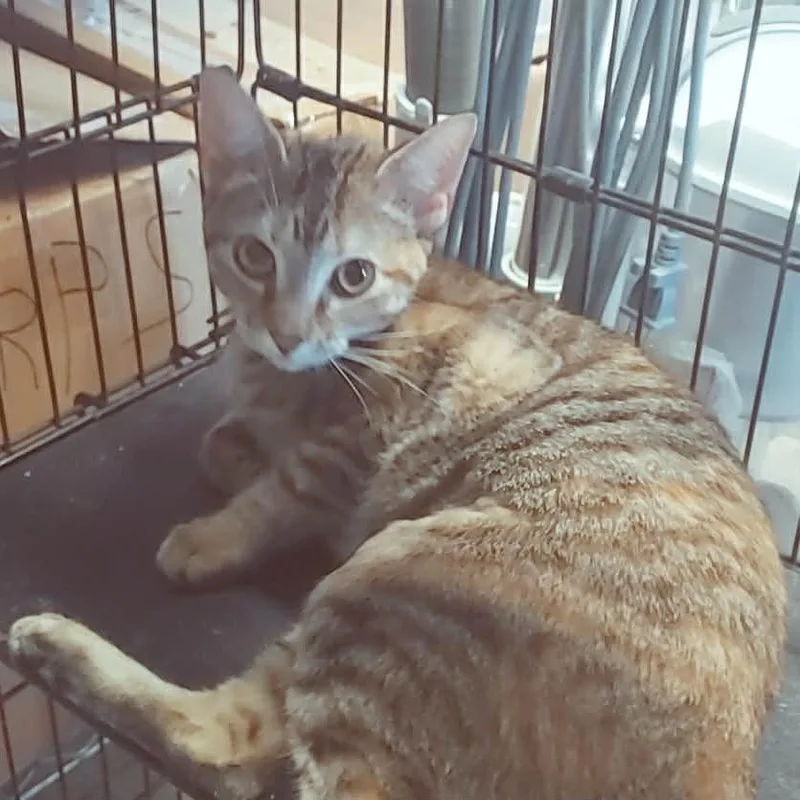 A young small-sized female Calico American Shorthair cat named Autumn for adoption in Eufaula, AL