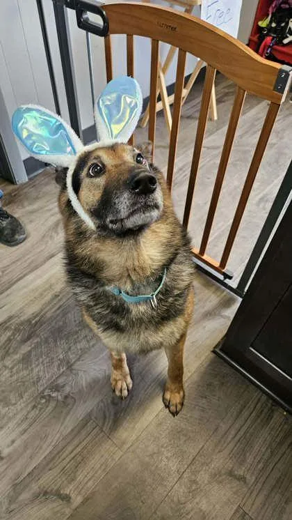 An adult large-sized male Yellow / Tan / Blond / Fawn Shepherd dog named Albert for adoption in Lafayette, IN