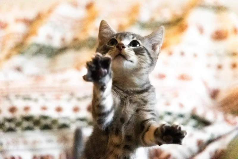 A baby medium-sized male Domestic Short Hair cat named Lovebug for adoption in Broomall, PA
