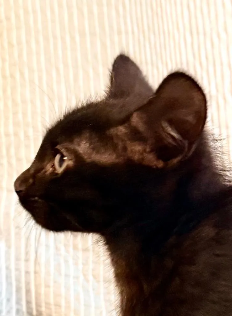A baby medium-sized male Domestic Short Hair cat named Cinder for adoption in New York, NY