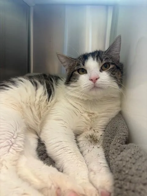 A young large-sized male Domestic Short Hair cat named Niles for adoption in Brighton, CO