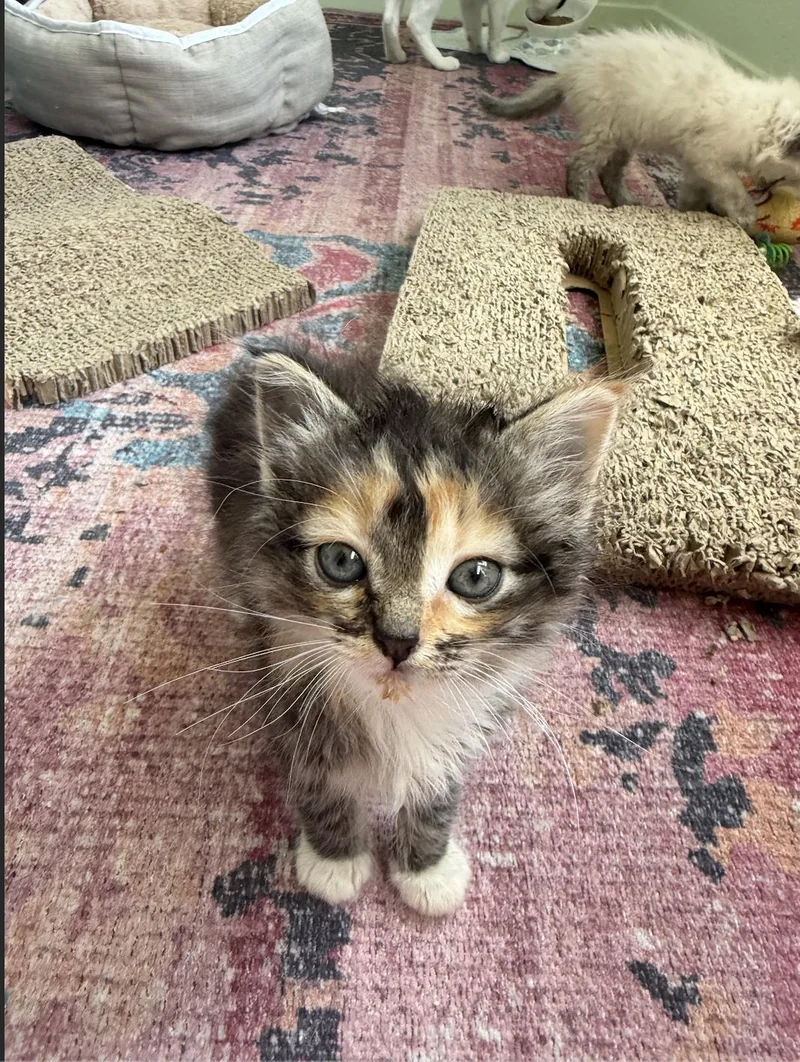 A baby small-sized female Calico Domestic Medium Hair cat named Haru for adoption in Davis, CA