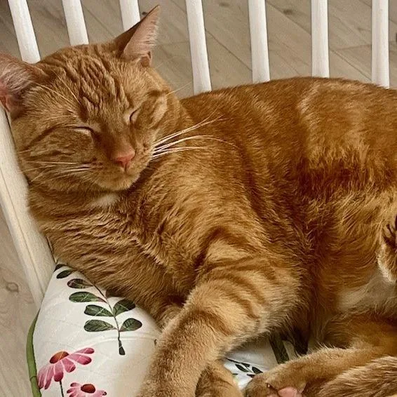 An adult small-sized male Orange / Red Domestic Short Hair cat named Frank  Home To for adoption in South Elgin, IL