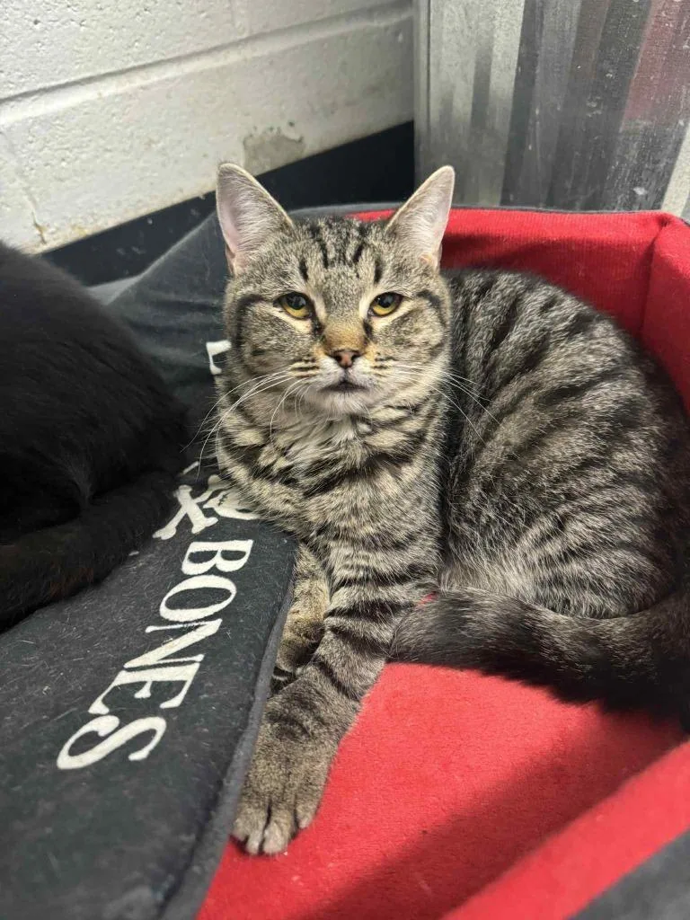 A young medium-sized female Domestic Short Hair cat named Tinkie for adoption in Marion, OH