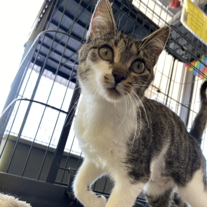 A young medium-sized female Brown / Chocolate Domestic Short Hair cat named Pinkfong for adoption in St. Paul, MN