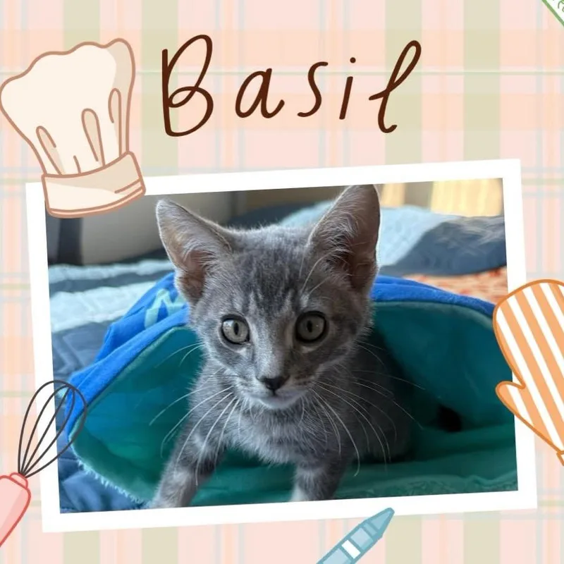 A baby small-sized male Gray / Blue / Silver Domestic Short Hair cat named Basil for adoption in Orangevale, CA