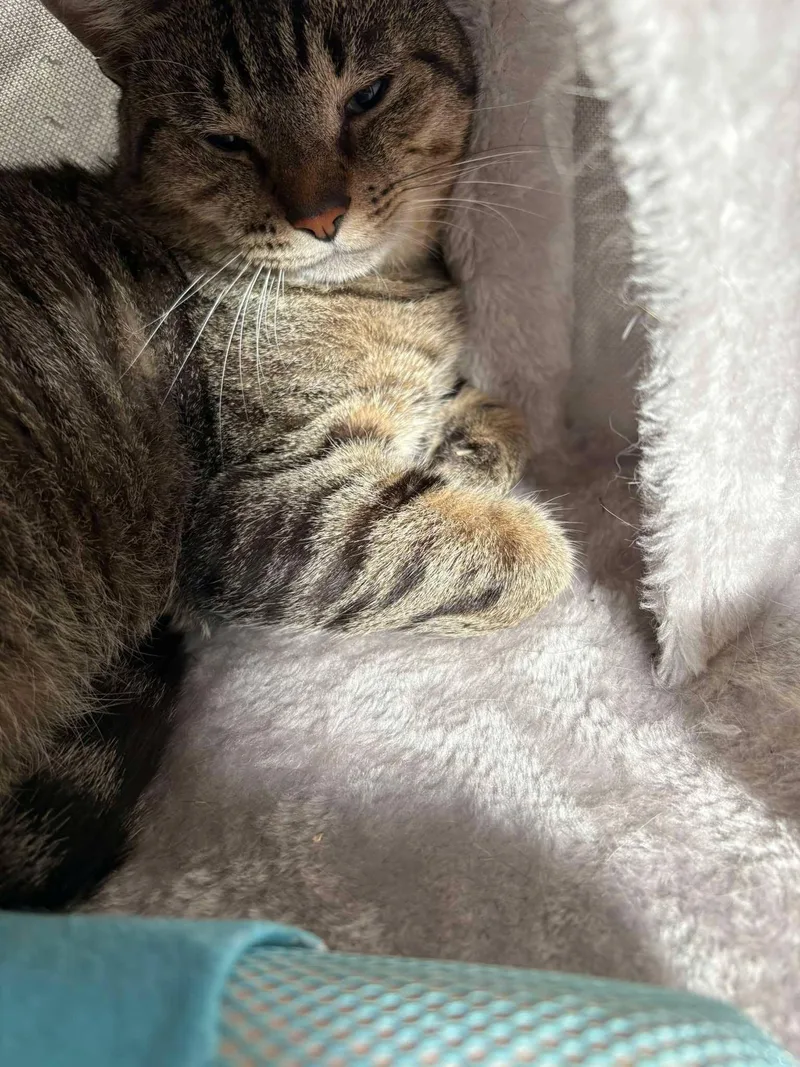 An adult medium-sized male Tabby (Brown / Chocolate) Domestic Short Hair cat named Hubert for adoption in Chicago, IL