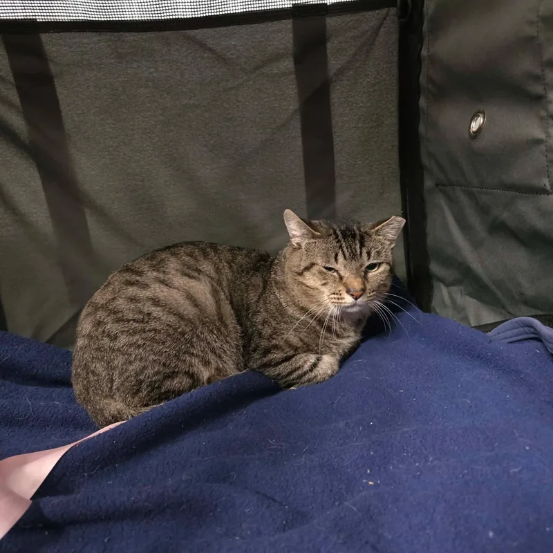 Hubert thumbnail 3