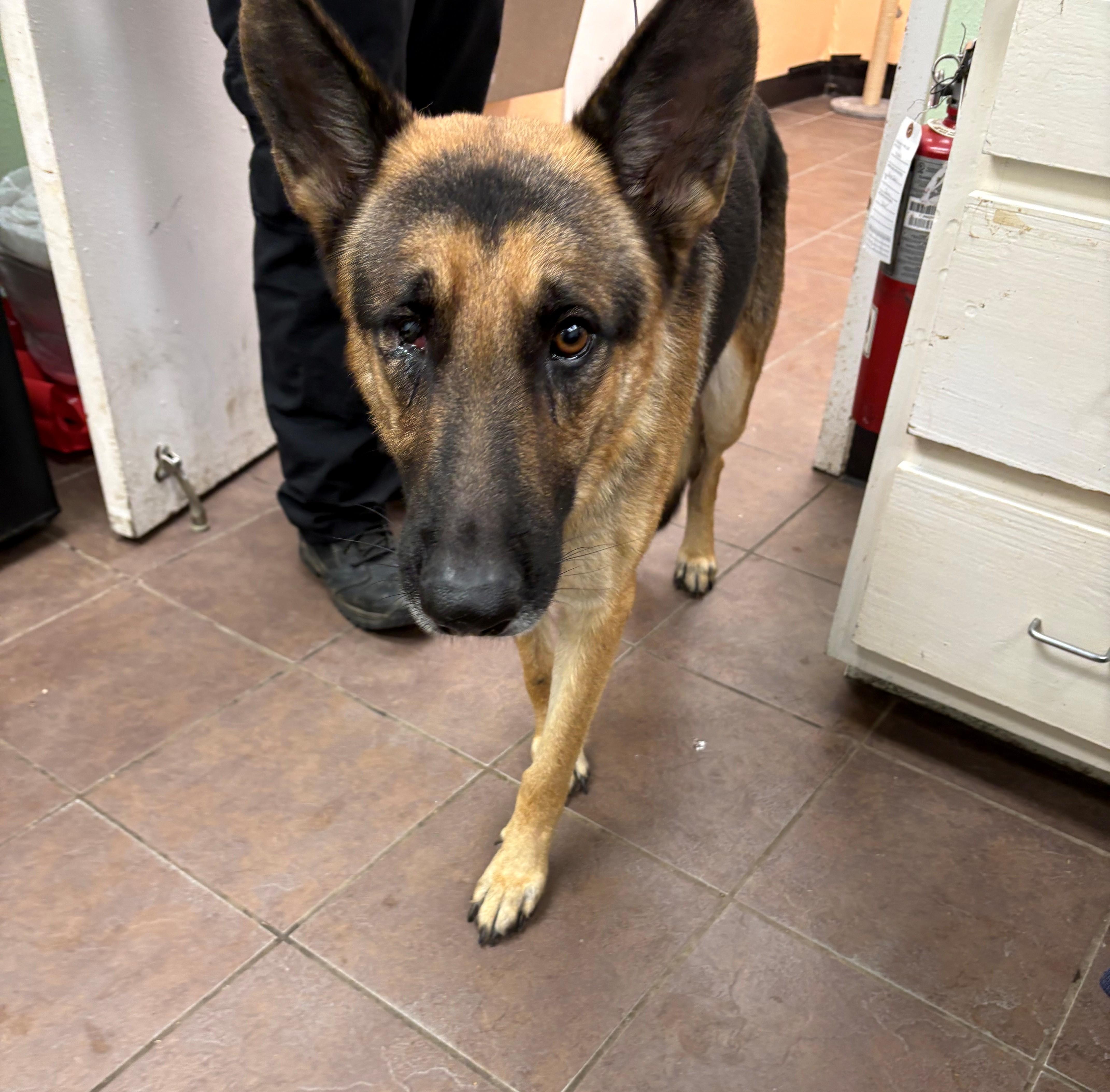 An adult large-sized male Brown / Chocolate German Shepherd Dog dog named Delgado for adoption in Cleburne, TX