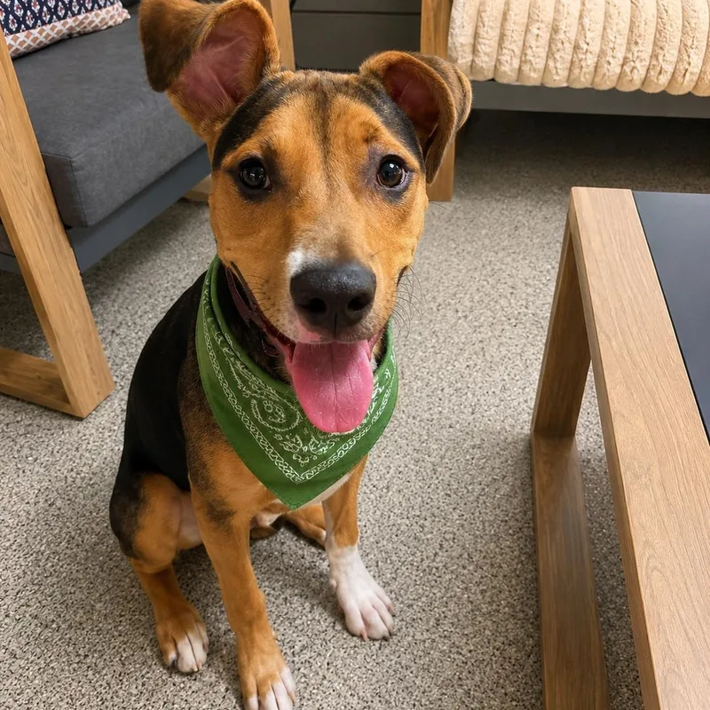 A baby medium-sized male Golden Black Mouth Cur dog named Obi for adoption in Houston, TX