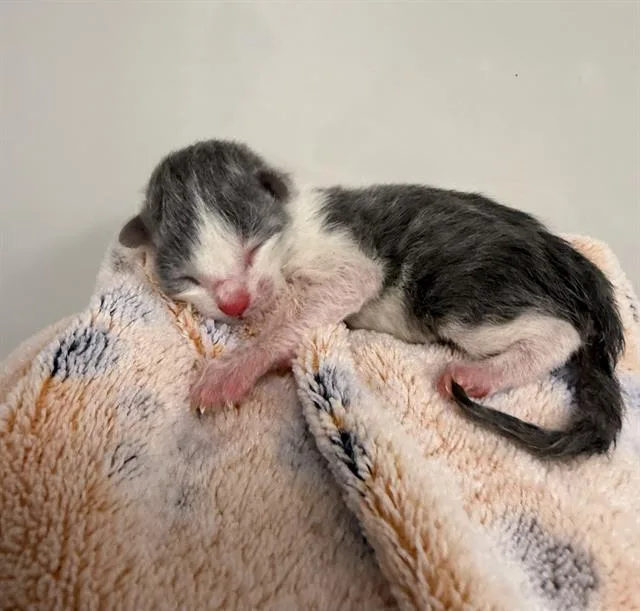 A baby small-sized male Domestic Short Hair cat named A for adoption in Ontario, CA