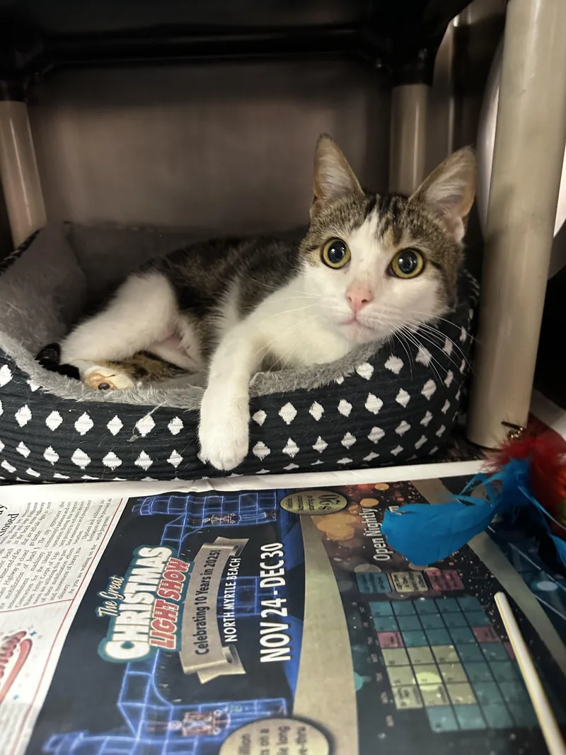 Precious thumbnail 2