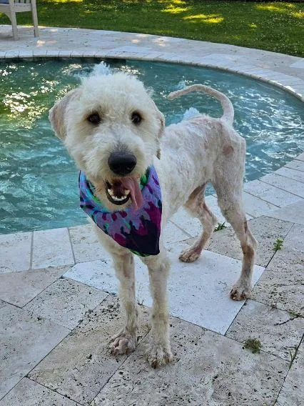 A young medium-sized male Poodle dog named Casper for adoption in Pass Christian, MS
