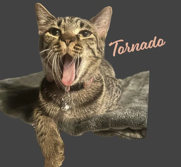 Tornado Sisterofbolt