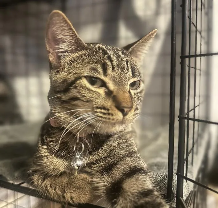 Tornado Sisterofbolt thumbnail 2