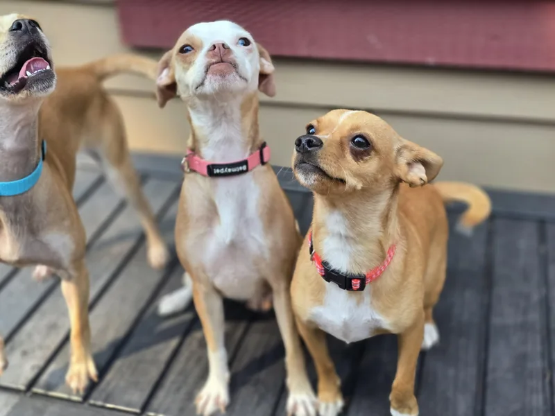 An adult small-sized female Chihuahua dog named Harper for adoption in Buckley, WA