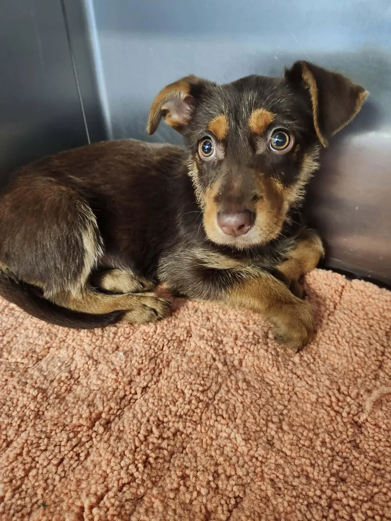 A baby small-sized male Brown / Chocolate Miniature Schnauzer dog named Atlanta for adoption in Tylertown, MS