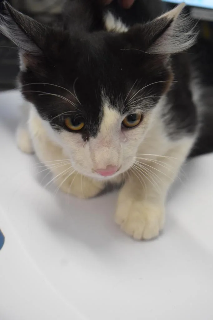 A baby small-sized male Domestic Short Hair cat named Fluffy for adoption in Pahrump, NV