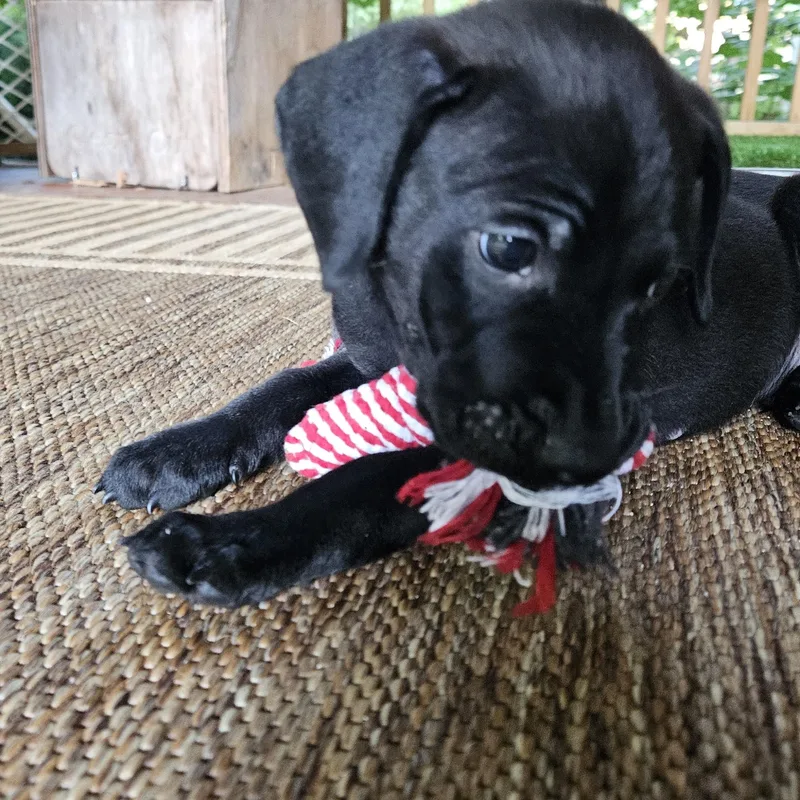 A baby medium-sized male Black Labrador Retriever dog named Newt for adoption in Rock Hill, SC