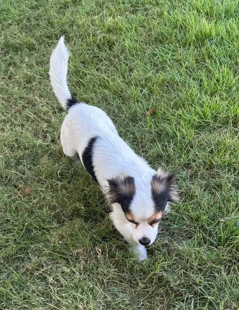 A young small-sized female Tricolor (Brown, Black, & White) Papillon dog named Paula for adoption in New Bedford, MA