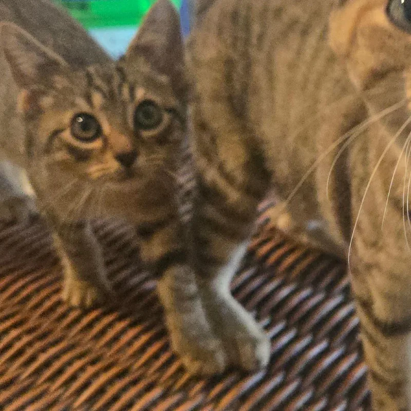 A baby small-sized male Brown / Chocolate Domestic Short Hair cat named Sir William for adoption in Southington, OH