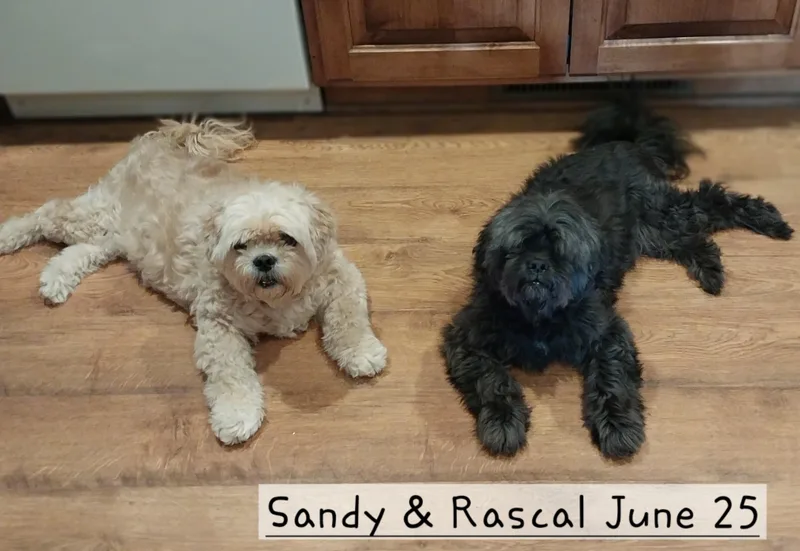 Rascal & Sandy thumbnail 2
