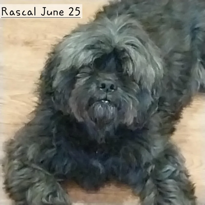 Rascal & Sandy thumbnail 4