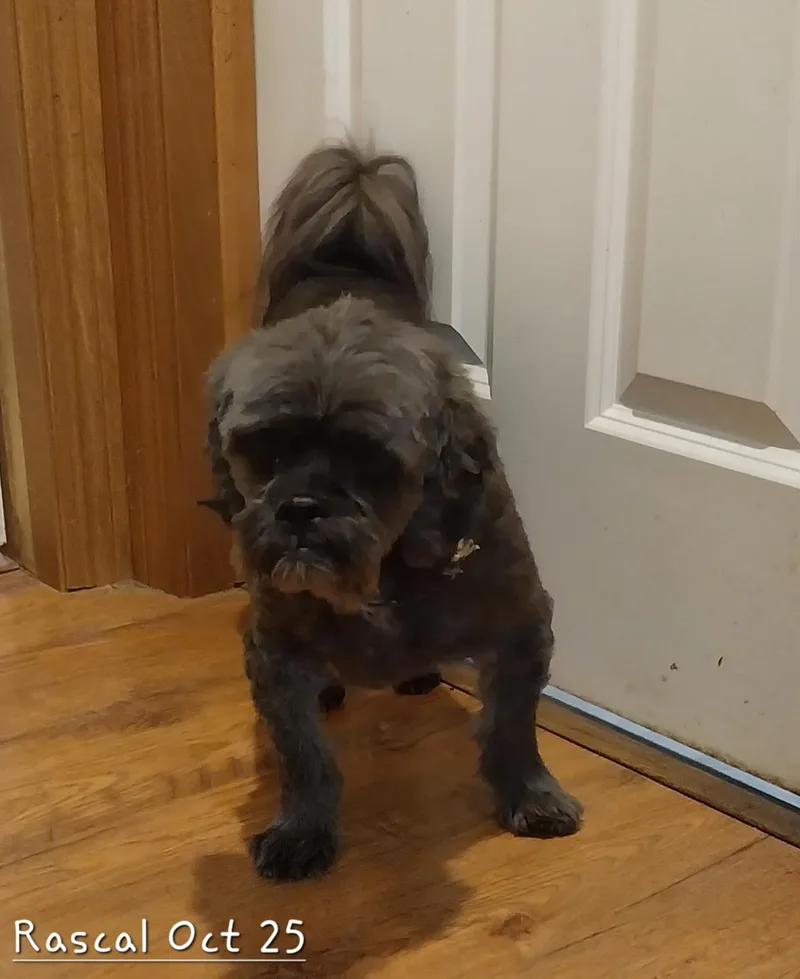 Rascal & Sandy thumbnail 5