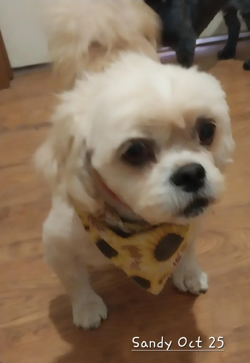 Rascal & Sandy thumbnail 6