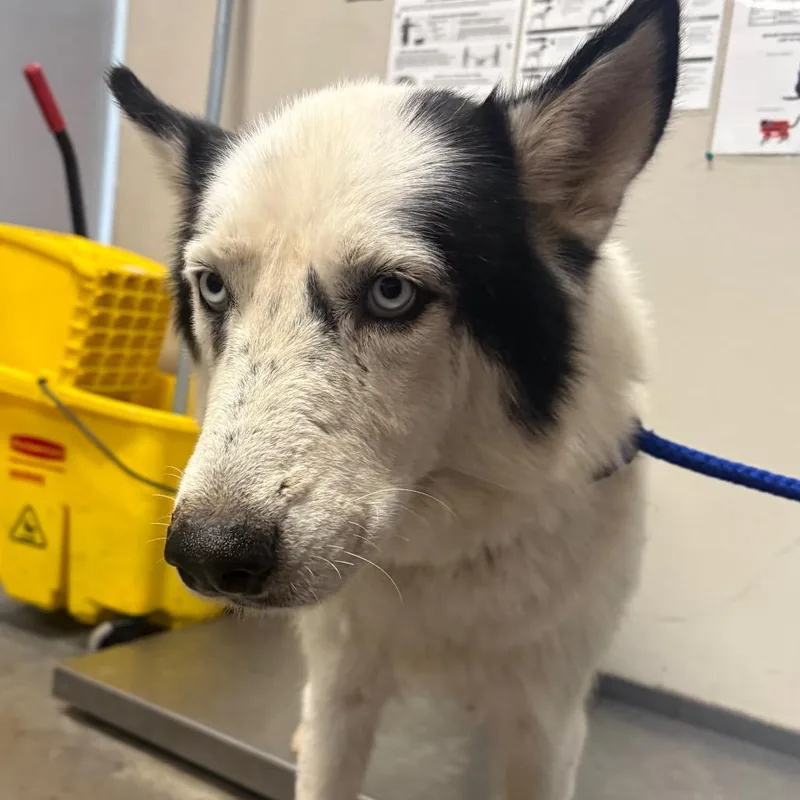 An adult large-sized female Husky dog named Paulina for adoption in Yuma, AZ