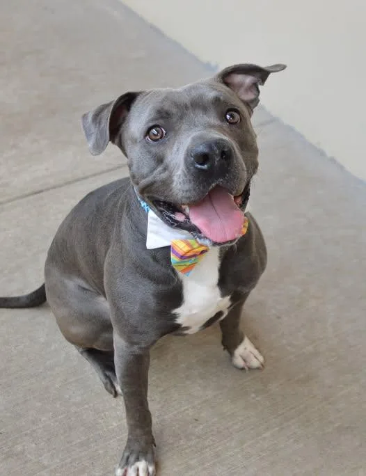 A young large-sized male Pit Bull Terrier dog named Summit for adoption in McKinney, TX