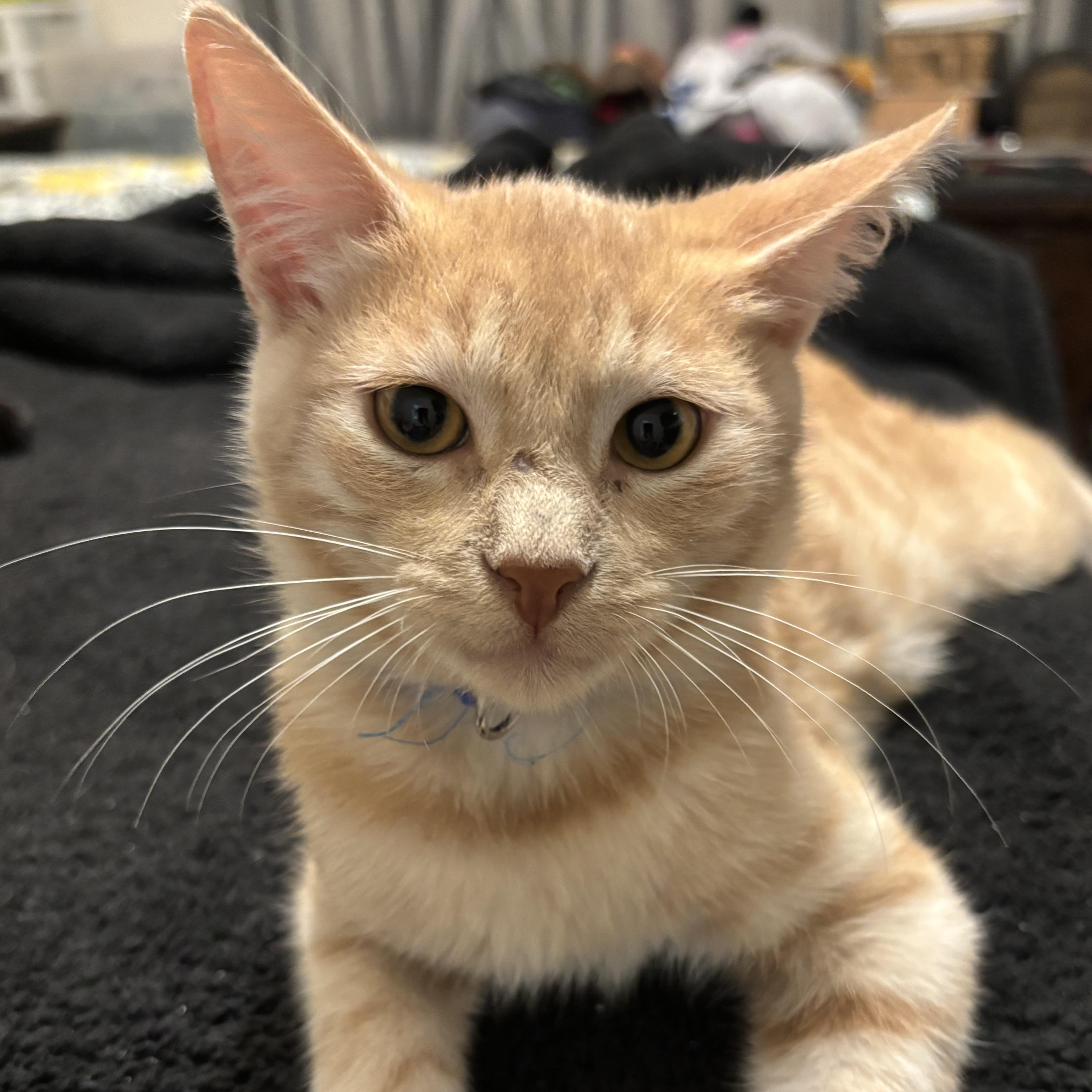 A baby small-sized female Tabby (Orange / Red) Domestic Short Hair cat named Garfield for adoption in Liverpool, TX
