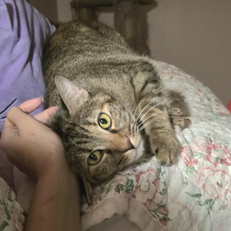 An adult medium-sized female Tabby (Brown / Chocolate) Domestic Short Hair cat named Honey for adoption in Liverpool, TX