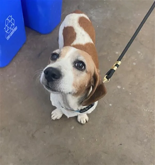 An adult medium-sized female Mixed Breed dog named Beanie for adoption in Dallas, TX