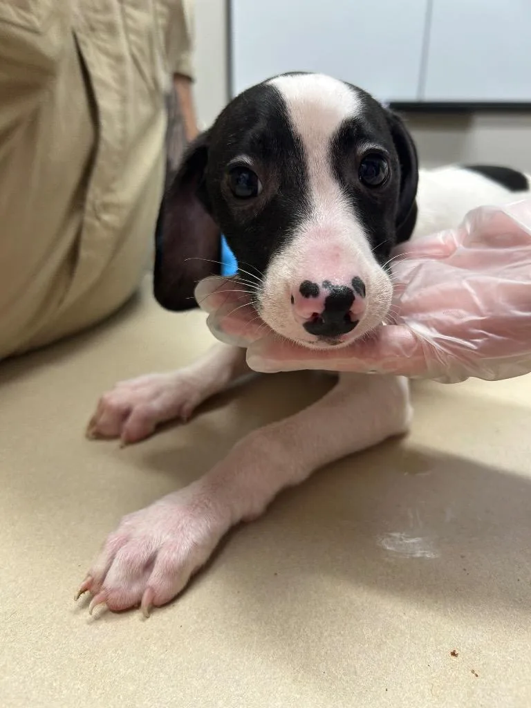 A baby small-sized male Pit Bull Terrier dog named Wizard for adoption in Springfield, TN