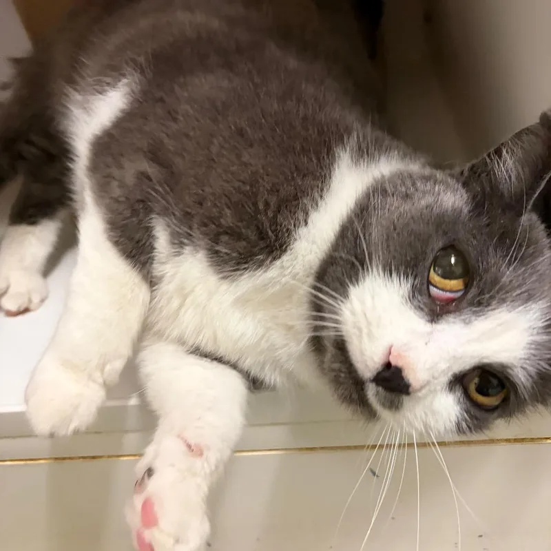 A senior medium-sized male Gray / Blue / Silver Domestic Short Hair cat named Falon for adoption in Woodinville, WA