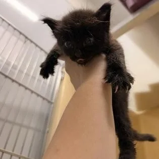 A baby medium-sized male Black Domestic Short Hair cat named Bryce for adoption in Converse, TX