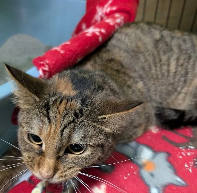 A young medium-sized female Tortoiseshell Domestic Short Hair cat named Indica for adoption in Adrian, MI