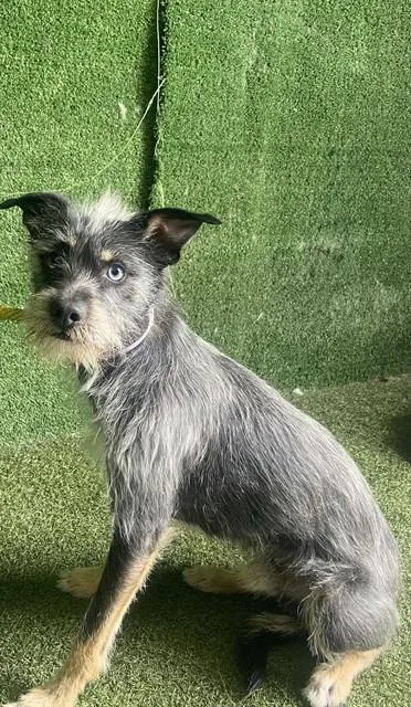 A young small-sized male Terrier dog named Ricky for adoption in Lancaster, CA